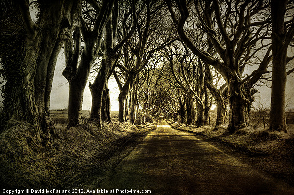 Mysterious Dark Hedges Picture Board by David McFarland