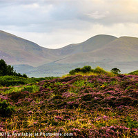 Buy canvas prints of Mourne Mountain heather by David McFarland