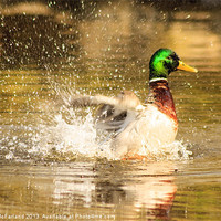 Buy canvas prints of Like a duck to water by David McFarland