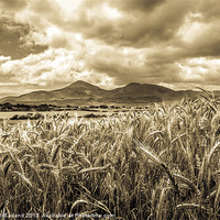 Buy canvas prints of Timeless Mourne Harvest by David McFarland