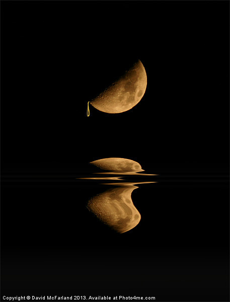 Golden Moondrops Picture Board by David McFarland