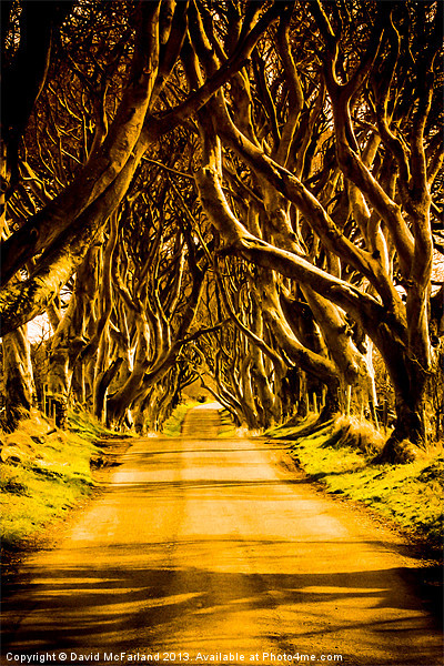 The Dark Hedges of Antrim Picture Board by David McFarland