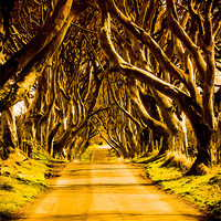 Buy canvas prints of The Dark Hedges of Antrim by David McFarland