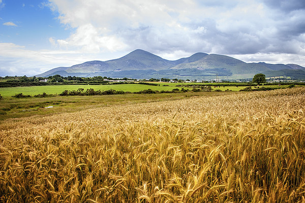 Mournes in harvest time Picture Board by David McFarland
