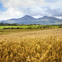 Buy canvas prints of Mournes in harvest time by David McFarland