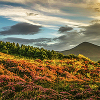 Buy canvas prints of Evening over the Mourne Mountains by David McFarland