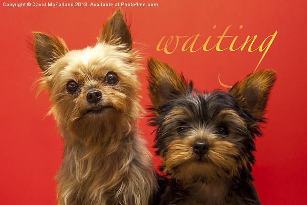 Waiting Yorkies Picture Board by David McFarland