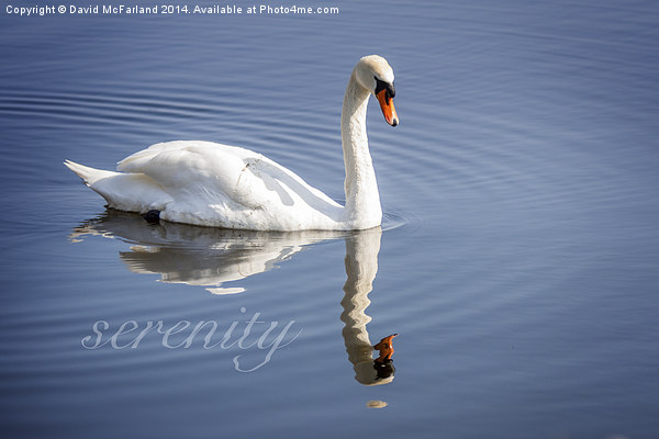 Serene swan Picture Board by David McFarland