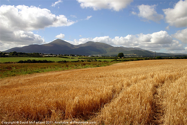 Harvest in the Mournes Picture Board by David McFarland
