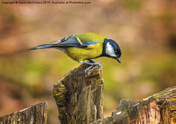 Great tit feeding Picture Board by David McFarland