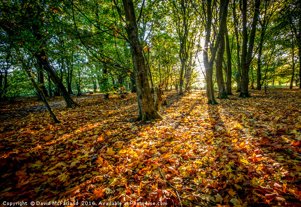 Autumn carpet at Oxford Island Picture Board by David McFarland