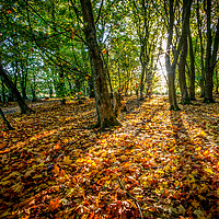 Buy canvas prints of Autumn carpet at Oxford Island by David McFarland
