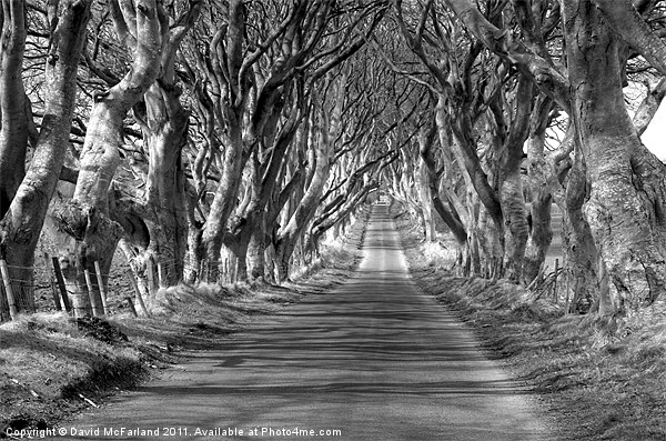 Shadowlands near Armoy Picture Board by David McFarland