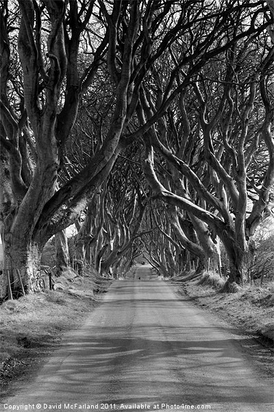 Dark Hedges, County Antrim Picture Board by David McFarland