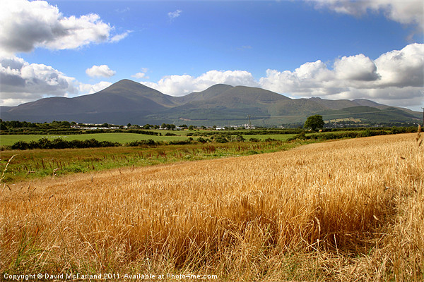 Golden Mountains of Mourne Picture Board by David McFarland