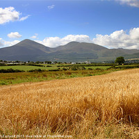 Buy canvas prints of Golden Mountains of Mourne by David McFarland