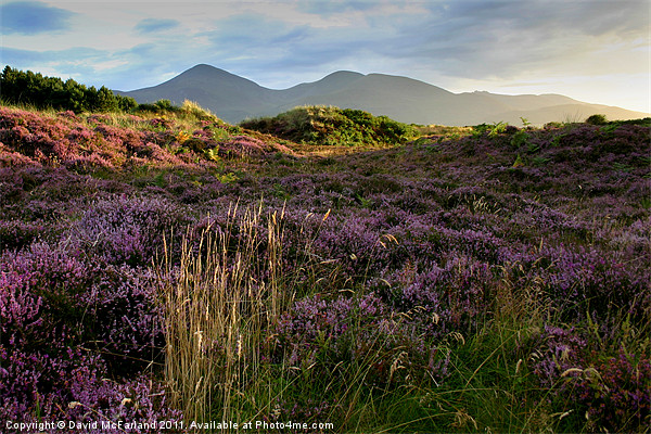 Mournes heather Picture Board by David McFarland
