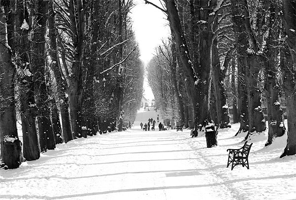 Winter walk in Lurgan Park Picture Board by David McFarland