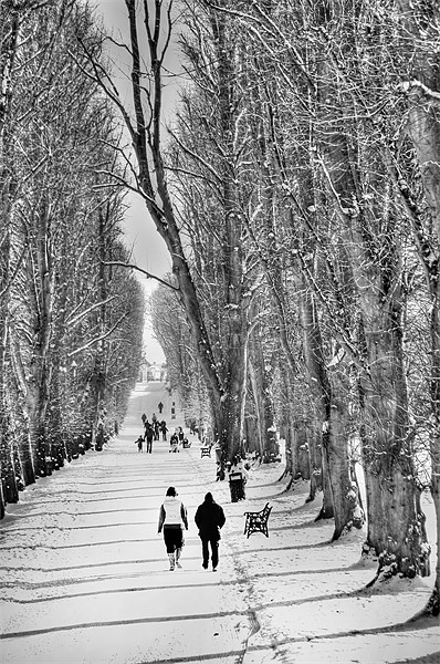 Walking the Lurgan park avenue Picture Board by David McFarland