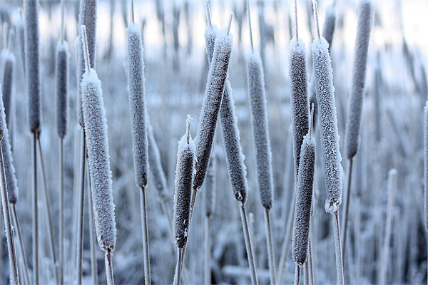 Bullrushes in the snow Picture Board by David McFarland