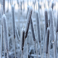 Buy canvas prints of Bullrushes in the snow by David McFarland