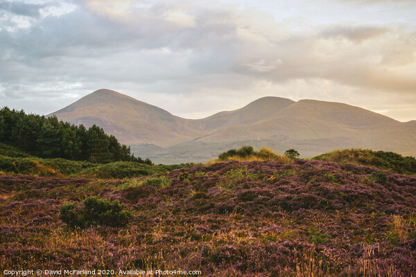 Evening falls on the Mournes Picture Board by David McFarland