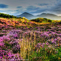 Buy canvas prints of Mournes from Murlough by David McFarland