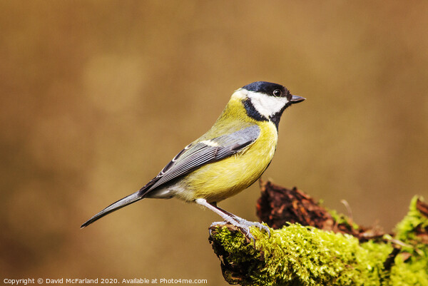 A great tit  Picture Board by David McFarland