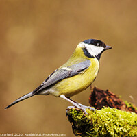 Buy canvas prints of A great tit  by David McFarland