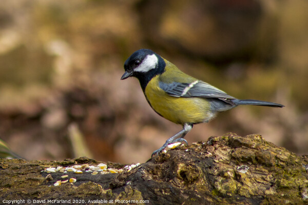 A great tit feeding Picture Board by David McFarland
