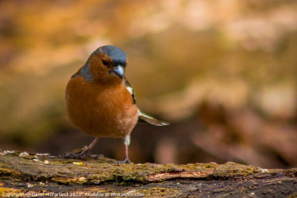 Chaffinch Picture Board by David McFarland