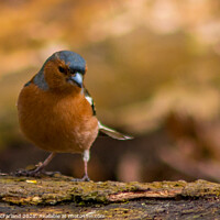 Buy canvas prints of Chaffinch by David McFarland