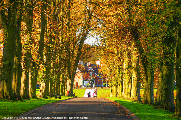 Autumn in Lurgan Park Picture Board by David McFarland