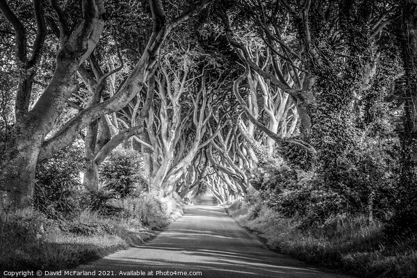 Mystical Dark Hedges, Northern Ireland Picture Board by David McFarland