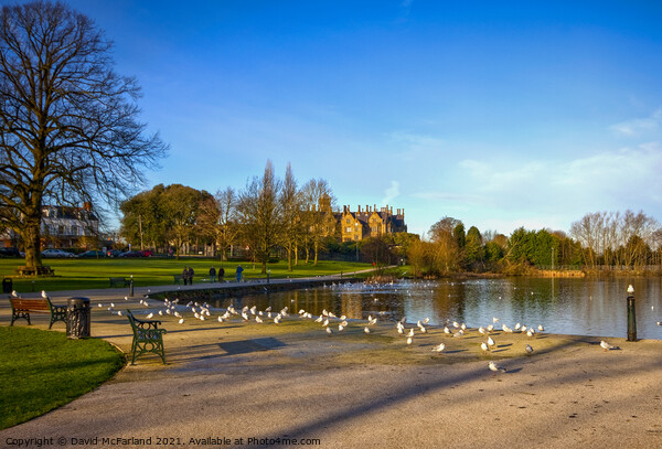 Lurgan Park and Brownlow House Picture Board by David McFarland