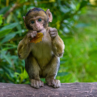 Buy canvas prints of Baby Monkey by Rob Camp