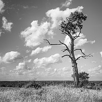 Buy canvas prints of Lone Tree by Rob Camp