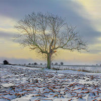 Buy canvas prints of  Winters Morning by Martin Parkinson
