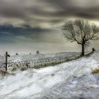 Buy canvas prints of  Winters Evening by Martin Parkinson