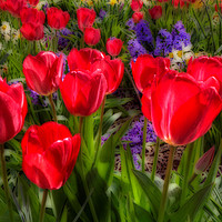 Buy canvas prints of Tulips in Bloom by Martin Parkinson