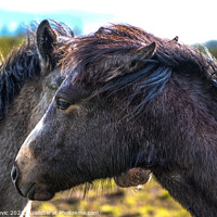 Buy canvas prints of A close up of a horse by mirsad ibisevic