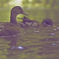 Buy canvas prints of Ducks are Swimming by Ian Eve