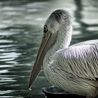 Buy canvas prints of Pelican by Ian Eve
