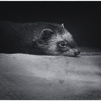 Buy canvas prints of Sleepy Ferret by Ian Eve