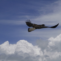 Buy canvas prints of  Flying Free as a Bird by Heath Birrer