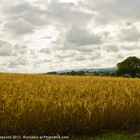 Buy canvas prints of Golden Fields of Wheat by Brian Roscorla