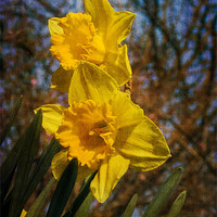 Buy canvas prints of Spring Daffodils by Brian Roscorla