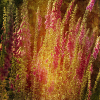 Buy canvas prints of Summer Foxgloves by Brian Roscorla