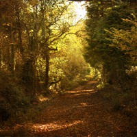 Buy canvas prints of Path of Leaves by Brian Roscorla