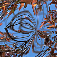 Buy canvas prints of Abstract Leaves by Brian Roscorla